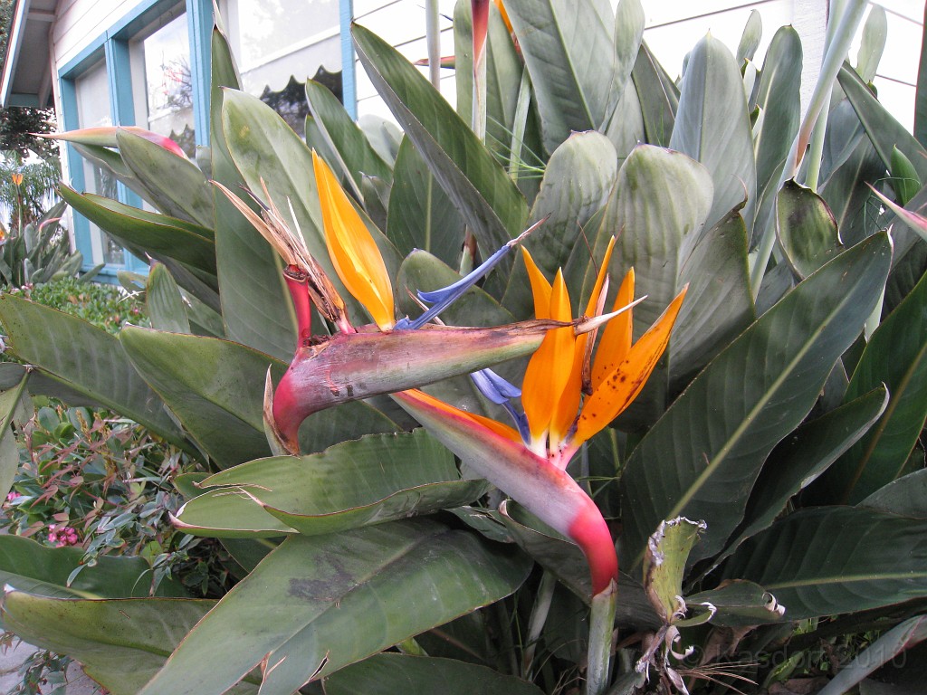 Carpinteria California 2010-02 0410.jpg - A trip to Carpinteria California. Surfing, food, beachs. February and the flowers are in bloom.